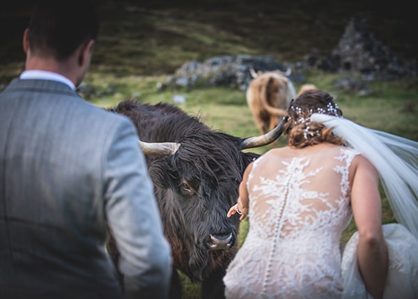 Highland Cow at elopement